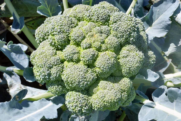 Une Plante Mûrit Brocoli Dans Jardin — Photo