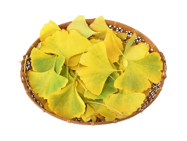 Beyaz arka plan üzerinde izole bir sepete Ginkgo biloba yaprakları 