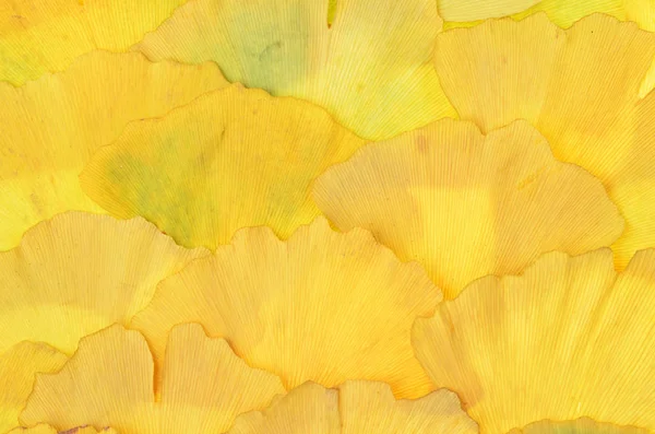 Některé Sušené Žluté Ginkgo Biloba Listy Pozadí — Stock fotografie