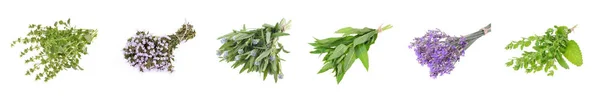 Set Fresh Herbs Hanging Isolated White Background — Stock Photo, Image