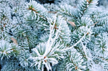 İğne yapraklı çam dalları frost ile kaplı. Çam, buz ve kar. 