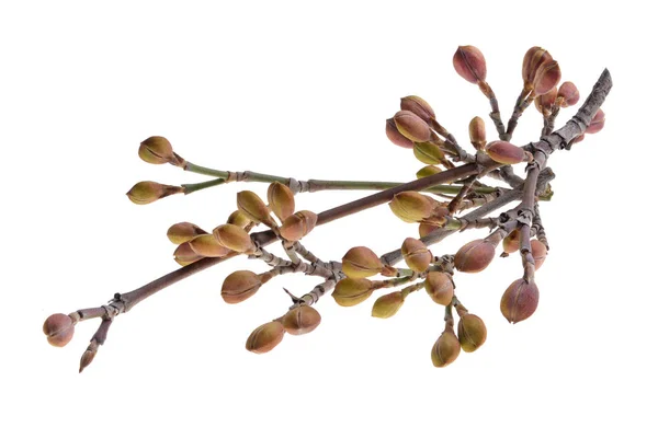 Ветки Cornelian Cherry Cornus Mas Dogwood Tree Bud Белом Фоне — стоковое фото
