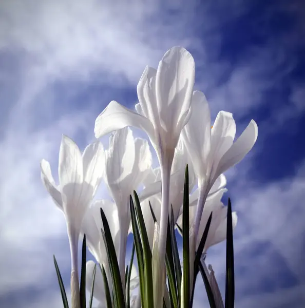 Weiße Krokusse Vorbote Des Frühlings Hintergrund Himmel — Stockfoto