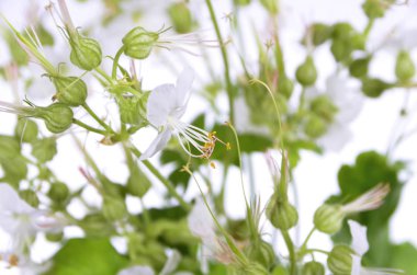 Izole beyaz bir arka plan üzerinde beyaz bigroot sardunya çiçekleri yakın- Latince adı Sardunya macrorrhizum