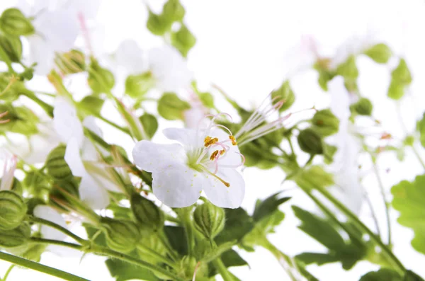 Närbild Vita Bigroot Geranium Blommor Isolerad Vit Bakgrund Latin Namn — Stockfoto