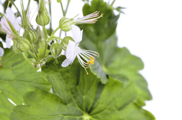 Nahaufnahme Weißer Bigroot Geranienblüten Auf Isoliertem Weißem Hintergrund Lateinischer Name — Stockfoto