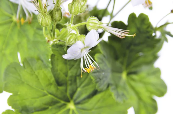 Zbliżenie Białych Kwiatów Bigroot Geranium Białym Tle Biały Nazwa Łacińska — Zdjęcie stockowe