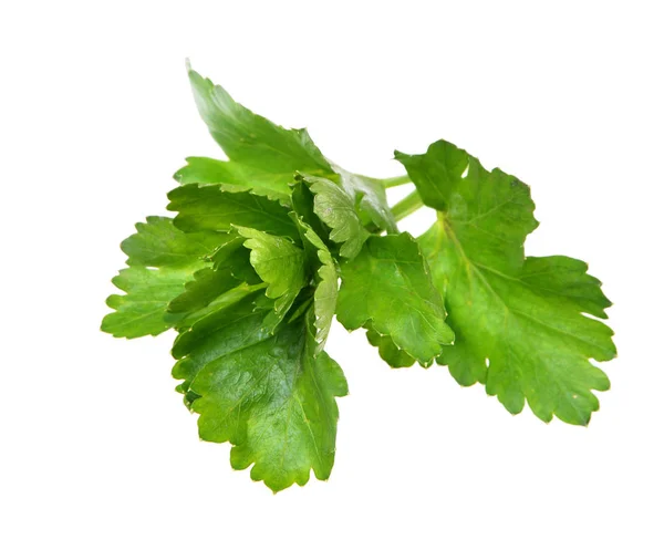 Verse Groene Specerijen Selderij Blad Geïsoleerd Witte Achtergrond — Stockfoto