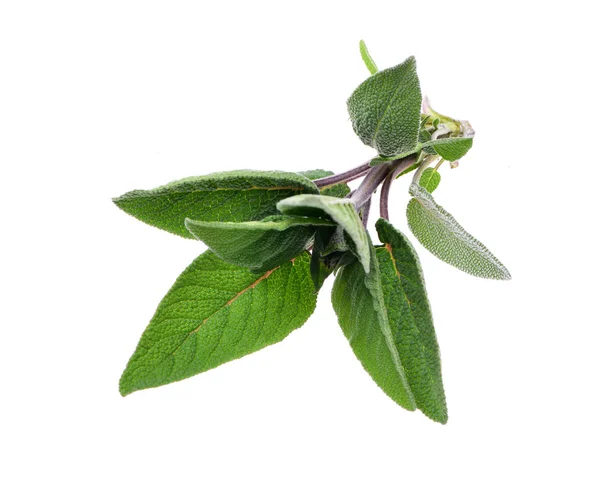 Spezie Verdi Fresche Ramoscello Salvia Isolato Sfondo Bianco — Foto Stock