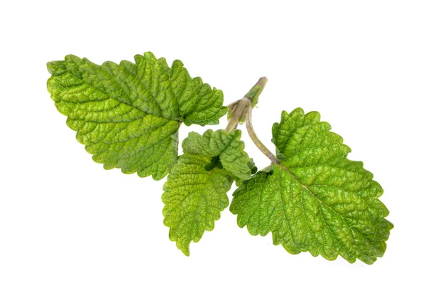 Hojas Frescas Menta Especias Verdes Aisladas Sobre Fondo Blanco —  Fotos de Stock