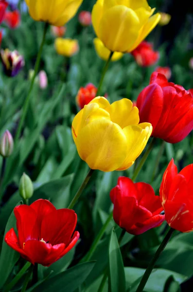 Tulipas Coloridas Jardim — Fotografia de Stock