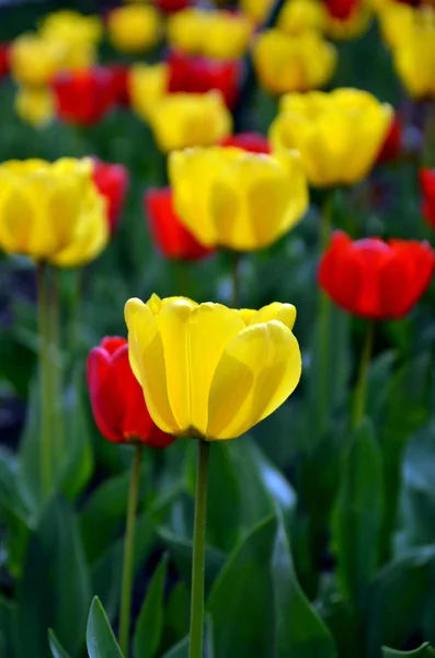 五颜六色的郁金香在花园 — 图库照片