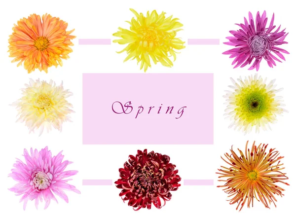 Fundo Primavera Colorido Com Belas Flores — Fotografia de Stock