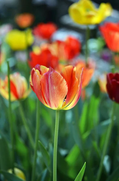 Des Tulipes Colorées Dans Jardin — Photo