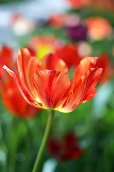 Des Tulipes Colorées Dans Jardin — Photo