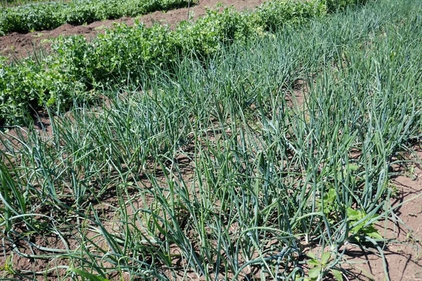 Verschiedenes Gemüse Aus Biologischem Anbau Gemüsegarten — Stockfoto