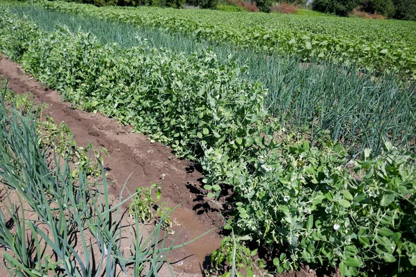 Biologisch Geteelde Groenten Moestuin — Stockfoto