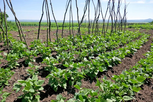 Biologisch Geteelde Groenten Moestuin — Stockfoto