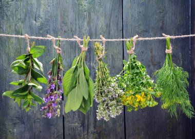 Set of fresh herbs hanging  over wooden vintage background clipart