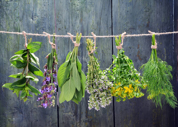 Set of fresh herbs hanging  over wooden vintage background