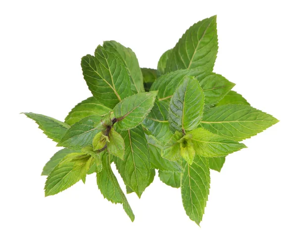 Mentha Piperita Uno Sfondo Bianco Isolato — Foto Stock