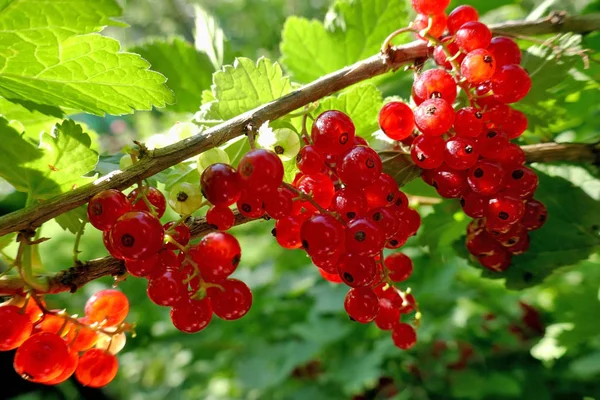 Maturare Bacche Ribes Rosso Che Crescono Cespuglio Vicino — Foto Stock