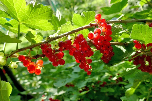 Ripe Red Currant Berries Growing Bush Close — Stock Photo, Image