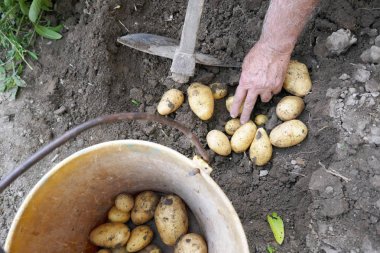 çiftçi el bazı taze hasat patates tutarak