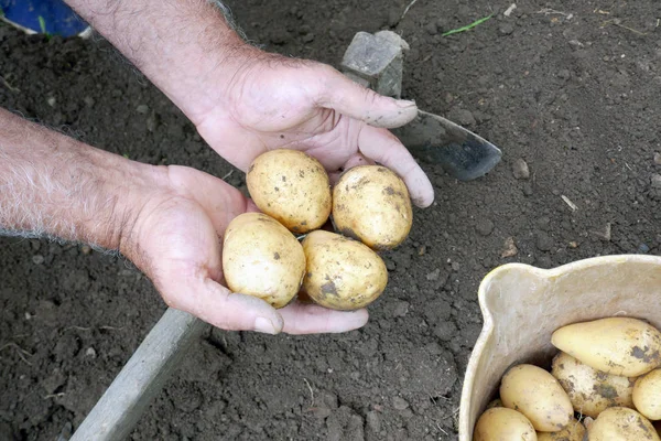 Bauer Hält Ein Paar Frisch Geerntete Kartoffeln Der Hand — Stockfoto