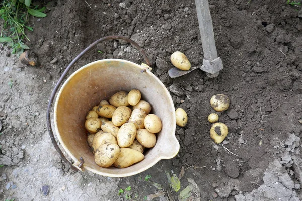 Nahaufnahme Von Kartoffeln Garten — Stockfoto