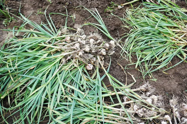 Ernte Der Biologischen Knoblauchplantage Gemüsegarten — Stockfoto