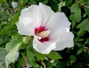 Bahçeyakın görünümünde Hibiscus syriacus beyaz çiçekler. 