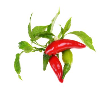 beyaz arka plan üzerinde izole biber çeşitli tür kazık