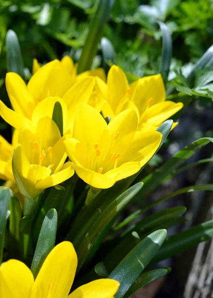 Gebogene Reihe Gelber Krokusblüten Colchicum Autumn Auf Einer Wiese Sonnenschein — Stockfoto