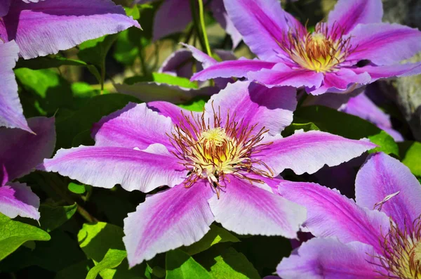 Lindas Flores Azul Púrpura Clematis Jardim — Fotografia de Stock