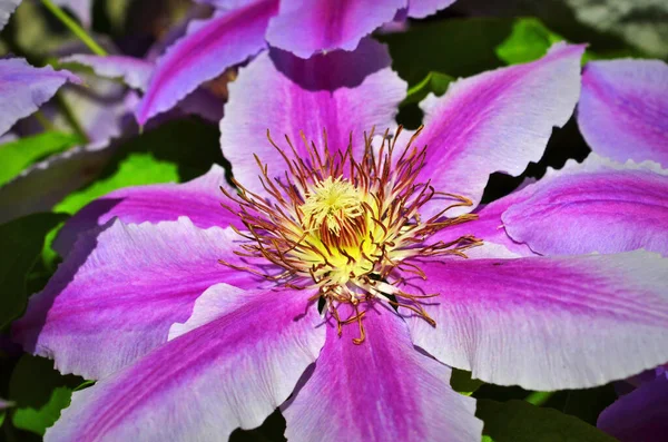 Vackra Klematis Blå Lila Blommor Trädgården — Stockfoto