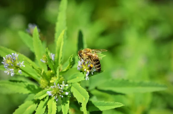 Mavi Bir Fenugreek Trigonella Caerulea Üzerinde Arı Yakın Plan Çiçek — Stok fotoğraf