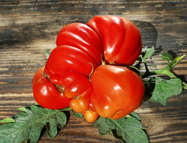 Kompromittierte Rote Tomate Mit Dunklem Holzhintergrund — Stockfoto