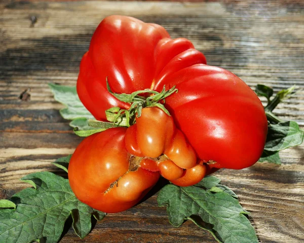 Kompromittierte Rote Tomate Mit Dunklem Holzhintergrund — Stockfoto