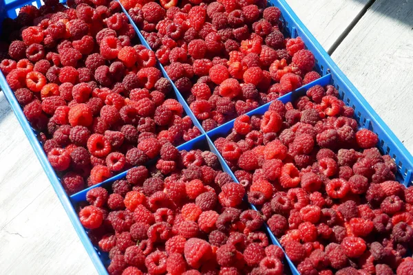 Fresh Ripe Red Raspberries Plastic Crate Market Close — Stock Photo, Image