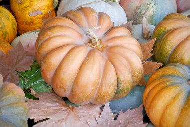 Balkabağı çeşitleri, yaklaşın. Parlak sonbahar renkleri, sonbahar yaprakları, üst manzara.