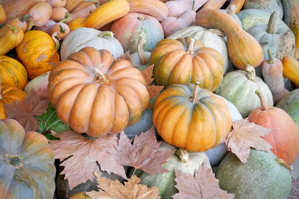 Assortiment Pompoen Sluiten Heldere Herfstkleuren Herfstbladeren Bovenaanzicht — Stockfoto