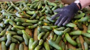 Satılık turşusu yelpazesi / üretim hat kalibrasyon ve salatalık işlenmesi için