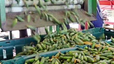 Taşıma için salatalık kasalar ambalaj / üretim hat kalibrasyon ve salatalık işlenmesi için