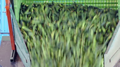 İşlem üzerinde ham salatalık / üretim hat kalibrasyon ve salatalık işlenmesi için