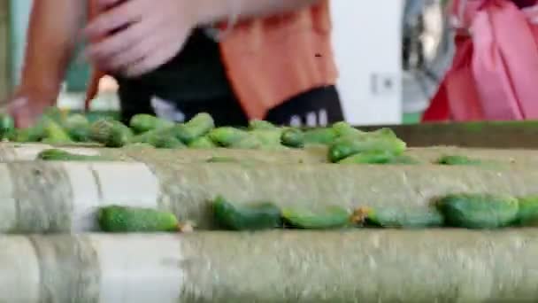 Seçimi Satırdaki Salatalık Turşu Üretim Hat Kalibrasyon Salatalık Işlenmesi Için — Stok video