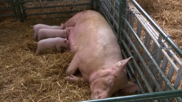 Granja Cerdos Lechones Tres Cerditos Chupan Cerdas Paja Pluma — Vídeo de stock