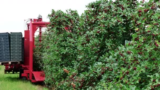 Machine Récolte Cerises Cueillette Cerises Sur Une Plantation Avec Des — Video