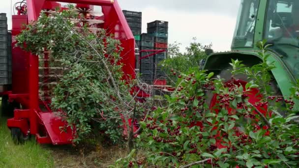 Modern Maskin För Plocka Körsbär Plocka Körsbär Plantage Med Moderna — Stockvideo