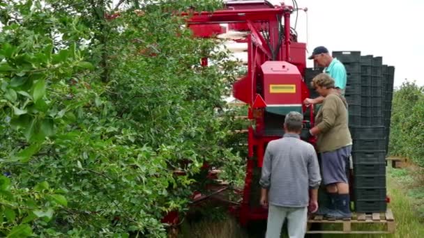 Zrenjanin Sérvia 2018 Colhendo Cerejas Uma Plantação Com Máquinas Modernas — Vídeo de Stock